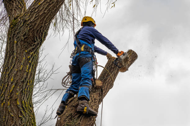 Best Commercial Tree Services  in Norwich, CT