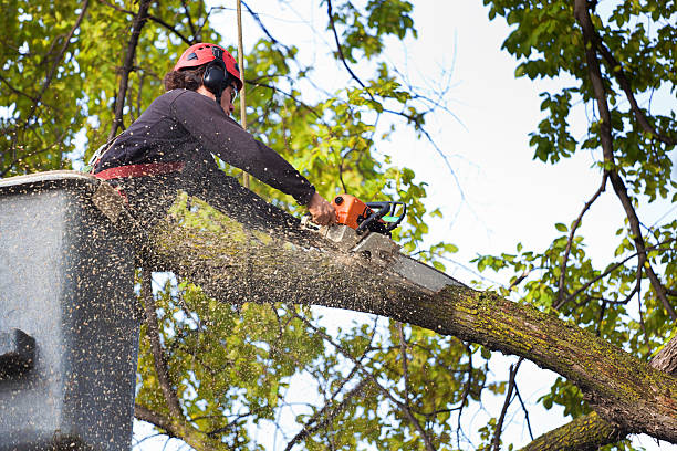 Best Tree Disease Treatment  in Norwich, CT